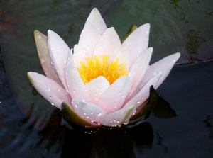 Lotus