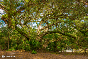Maybe they’re hiding behind this tree. Maybe not. (photo by dancer Kenji Kobayashi)