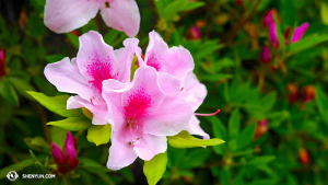 Azaleas. (photo by Ben Chen)