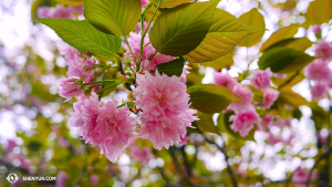 And what would be Japan in spring without cherry blossom? (photo by dancer Ben Chen)
