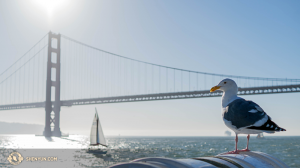 Zeearend zat op San Francisco bay. (Photo by dancer Kenji Kobayashi)