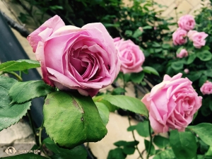 …whereas it was roses galore in England, visited by another group of dancers. If you’ve seen traditional Chinese art, you’ll know they have a fascination with images of critters on flowers and vegetables.  (Photo by dancer Diana Teng)
