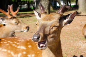 And happy deer! (Photo by Annie Li)