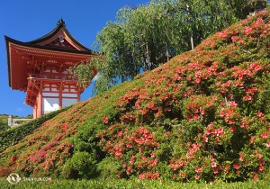 Lots of interesting angles to the Todai-ji Temple. (Photo by Annie Li)