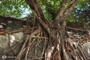 They also visited the Anping Tree House—an abandoned warehouse overgrown by living bayan tree roots. (Photo by projectionist Annie Li)