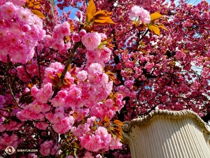 Flowers are blooming everywhere. We spot these bright pink ones while exploring Salzburg. (Photo by Tony Zhao)