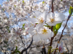 We're very fortunate to visit not long after the peak bloom period. (Photo by cellist Yueh Chu)