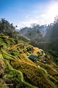 Bassist TK Kuo travels to Bali, Indonesia. Sweeping views of the sun-drenched rice terraces of Tegalalang are sure worth the journey!
