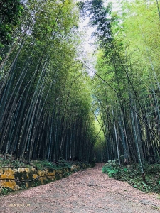 Not too far from Japan, Dancer Jeff Chuang takes a peaceful walk through a bamboo forest in Alishan, Taiwan...