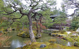 The Silver Pavilion (銀閣) is a work of traditional architecture sitting amidst a serene garden in perfect harmony with its natural surroundings. (Photo by Shawn Ren)