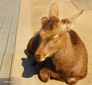 This sleepy deer&mdash;one of many that roam the parks of Nara&mdash;greets the guys as they step off the train to visit the city. (Photo by dancer Rui Suzuki)