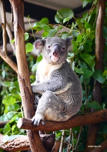 At Brisbane's Lone Pine Koala Sanctuary, dancer Jun Liang meets a very alert koala. He&rsquo;s lucky to see him awake since they can sleep for up to 22 hours a day&mdash;the koalas, that is. (Photo by Jun Liang)