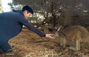 Performers enjoy meeting the locals wherever they go. Dancer Teo Yi says hello to a new friend at Kangaroo Island in Perth, Australia. (Photo by lighting engineer Benny Chan)