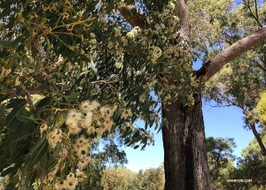 Enjoying the shade of a Blush Satinash&mdash;one Australia&rsquo;s native rainforest trees&mdash;before heading to the airport for Brisbane.