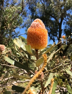Unique to Australia, this flower&mdash;the Banksia&mdash;is known as &ldquo;The Jewel of Kings Park.&rdquo;