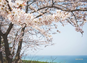 Zespół Shen Yun World Company kwitnące wiśnie jadąc z  Gangneum do Daegu, Korea Południowa. (Michelle Wu)

