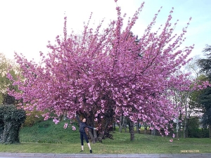 取道法國前往倫敦的途中，神韻紐約藝術團在一個法國超市停留 &mdash;&mdash; 這該是女孩們最喜歡的地方！ 舞蹈演員Nara Cho在附近一棵花開滿樹的「大花朵」前興奮地一展舞姿。（攝影：領舞演員王琛）