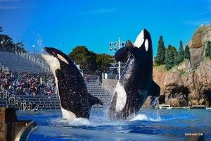 In San Diego, California, performers visit whales, dolphins, and penguins at Sea World.

(Photo by Johnny Cao)