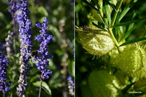 Delicate New Zealand flora.

(Photo by Annie Li)