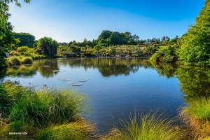 Next up, a visit to the Auckland Botanic Gardens, home to over 10,000 different plants, including rare New Zealand ones.

(Photo by Tony Xue)