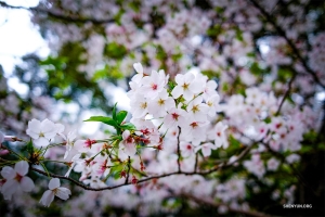 與此同時，在日本東京，櫻花悄然宣告春天的到來。